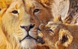 Preview wallpaper lioness, lion, muzzle, caring, big cat