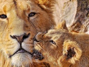 Preview wallpaper lioness, lion, muzzle, caring, big cat