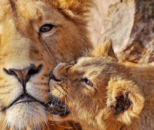 Preview wallpaper lioness, lion, muzzle, caring, big cat