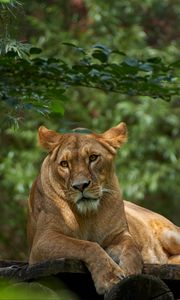Preview wallpaper lioness, lion, pose, big cat, predator