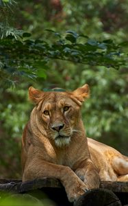 Preview wallpaper lioness, lion, pose, big cat, predator