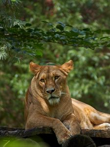 Preview wallpaper lioness, lion, pose, big cat, predator