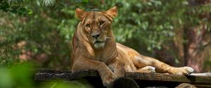 Preview wallpaper lioness, lion, pose, big cat, predator