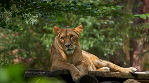 Preview wallpaper lioness, lion, pose, big cat, predator