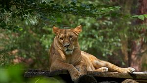 Preview wallpaper lioness, lion, pose, big cat, predator