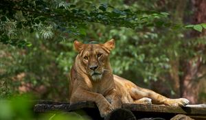 Preview wallpaper lioness, lion, pose, big cat, predator