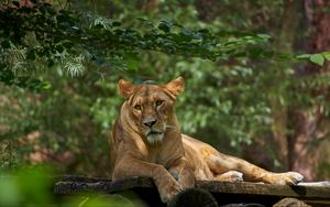Preview wallpaper lioness, lion, pose, big cat, predator