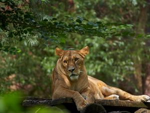 Preview wallpaper lioness, lion, pose, big cat, predator