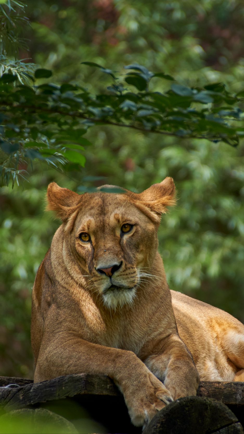 938x1668 Wallpaper lioness, lion, pose, big cat, predator