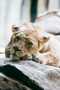 Preview wallpaper lioness, lion, pose, big cat, predator, stone
