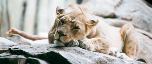 Preview wallpaper lioness, lion, pose, big cat, predator, stone