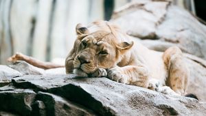 Preview wallpaper lioness, lion, pose, big cat, predator, stone