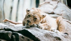 Preview wallpaper lioness, lion, pose, big cat, predator, stone