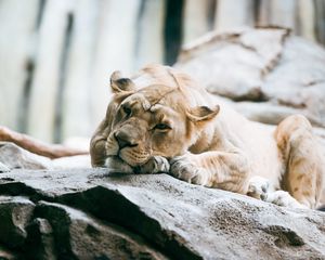 Preview wallpaper lioness, lion, pose, big cat, predator, stone