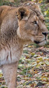 Preview wallpaper lioness, lion, predator, big cat, young