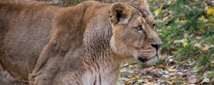 Preview wallpaper lioness, lion, predator, big cat, young