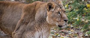 Preview wallpaper lioness, lion, predator, big cat, young