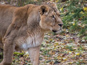 Preview wallpaper lioness, lion, predator, big cat, young