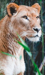 Preview wallpaper lioness, lion, predator, big cat