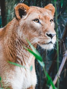 Preview wallpaper lioness, lion, predator, big cat