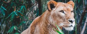 Preview wallpaper lioness, lion, predator, big cat