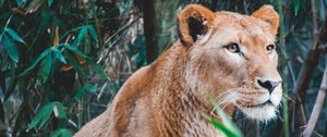 Preview wallpaper lioness, lion, predator, big cat