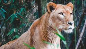 Preview wallpaper lioness, lion, predator, big cat