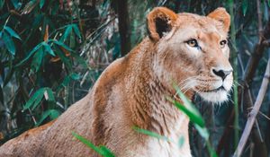Preview wallpaper lioness, lion, predator, big cat