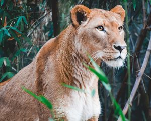 Preview wallpaper lioness, lion, predator, big cat