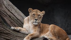 Preview wallpaper lioness, lion, predator, lies