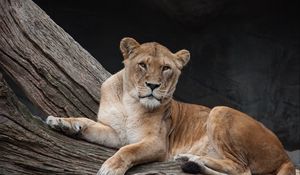 Preview wallpaper lioness, lion, predator, lies