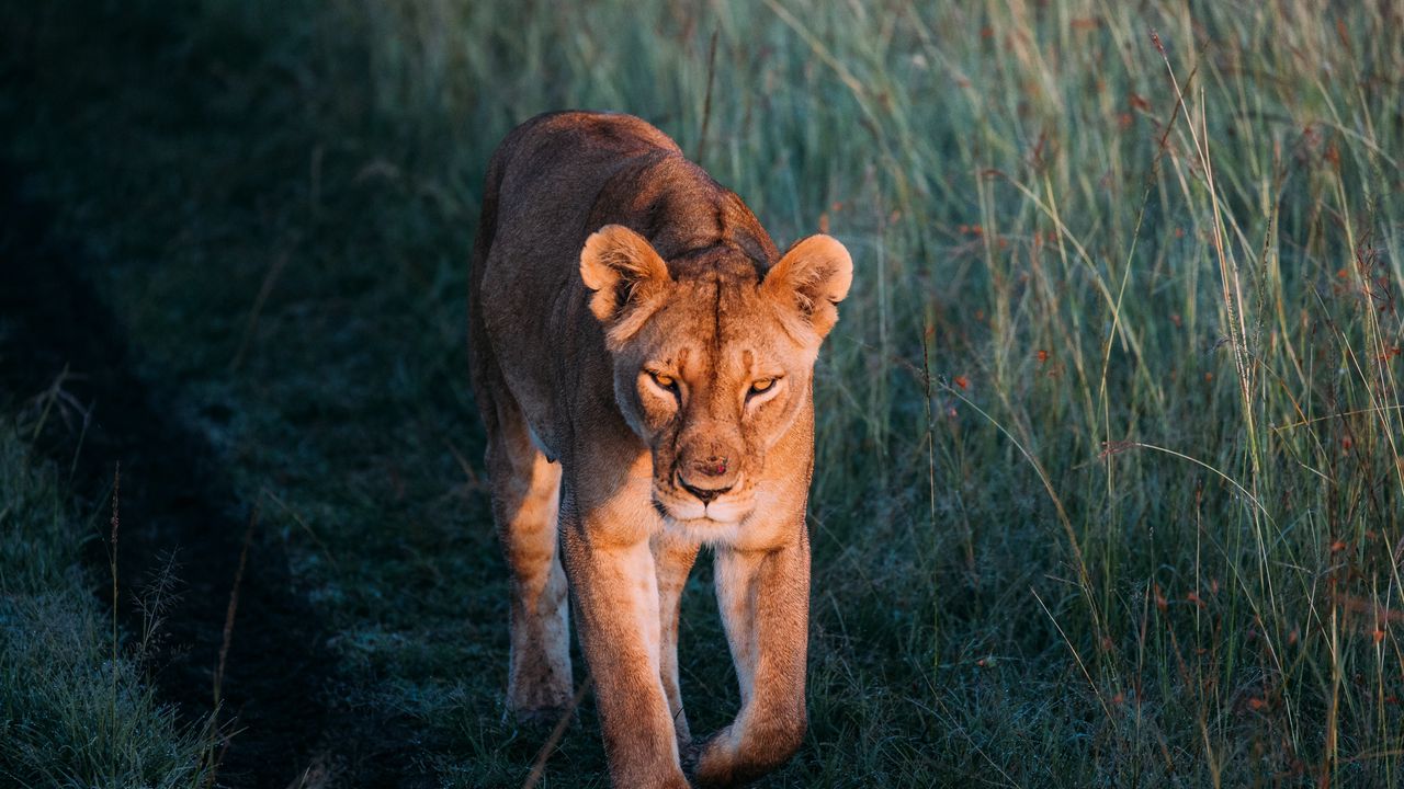 Wallpaper lioness, lion, predator, grass, walk