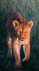 Preview wallpaper lioness, lion, predator, grass, walk