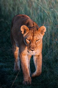 Preview wallpaper lioness, lion, predator, grass, walk