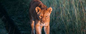 Preview wallpaper lioness, lion, predator, grass, walk