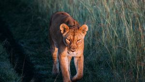 Preview wallpaper lioness, lion, predator, grass, walk