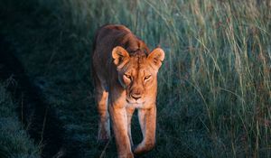 Preview wallpaper lioness, lion, predator, grass, walk