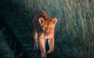 Preview wallpaper lioness, lion, predator, grass, walk