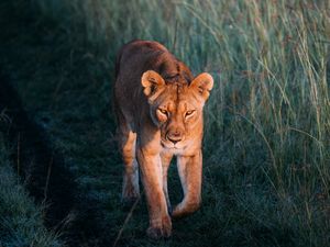 Preview wallpaper lioness, lion, predator, grass, walk