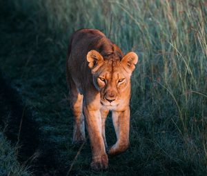 Preview wallpaper lioness, lion, predator, grass, walk