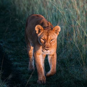 Preview wallpaper lioness, lion, predator, grass, walk