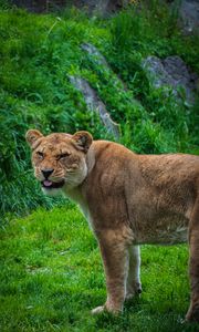 Preview wallpaper lioness, lion, protruding tongue, predator, big cat