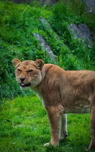 Preview wallpaper lioness, lion, protruding tongue, predator, big cat