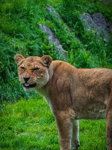 Preview wallpaper lioness, lion, protruding tongue, predator, big cat