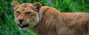 Preview wallpaper lioness, lion, protruding tongue, predator, big cat