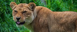 Preview wallpaper lioness, lion, protruding tongue, predator, big cat