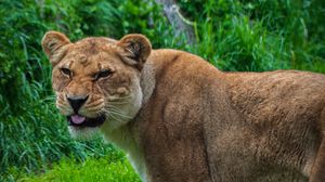 Preview wallpaper lioness, lion, protruding tongue, predator, big cat