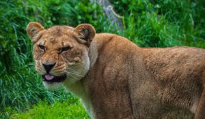 Preview wallpaper lioness, lion, protruding tongue, predator, big cat