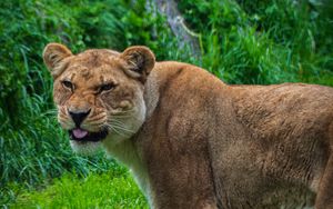 Preview wallpaper lioness, lion, protruding tongue, predator, big cat