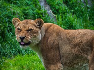 Preview wallpaper lioness, lion, protruding tongue, predator, big cat